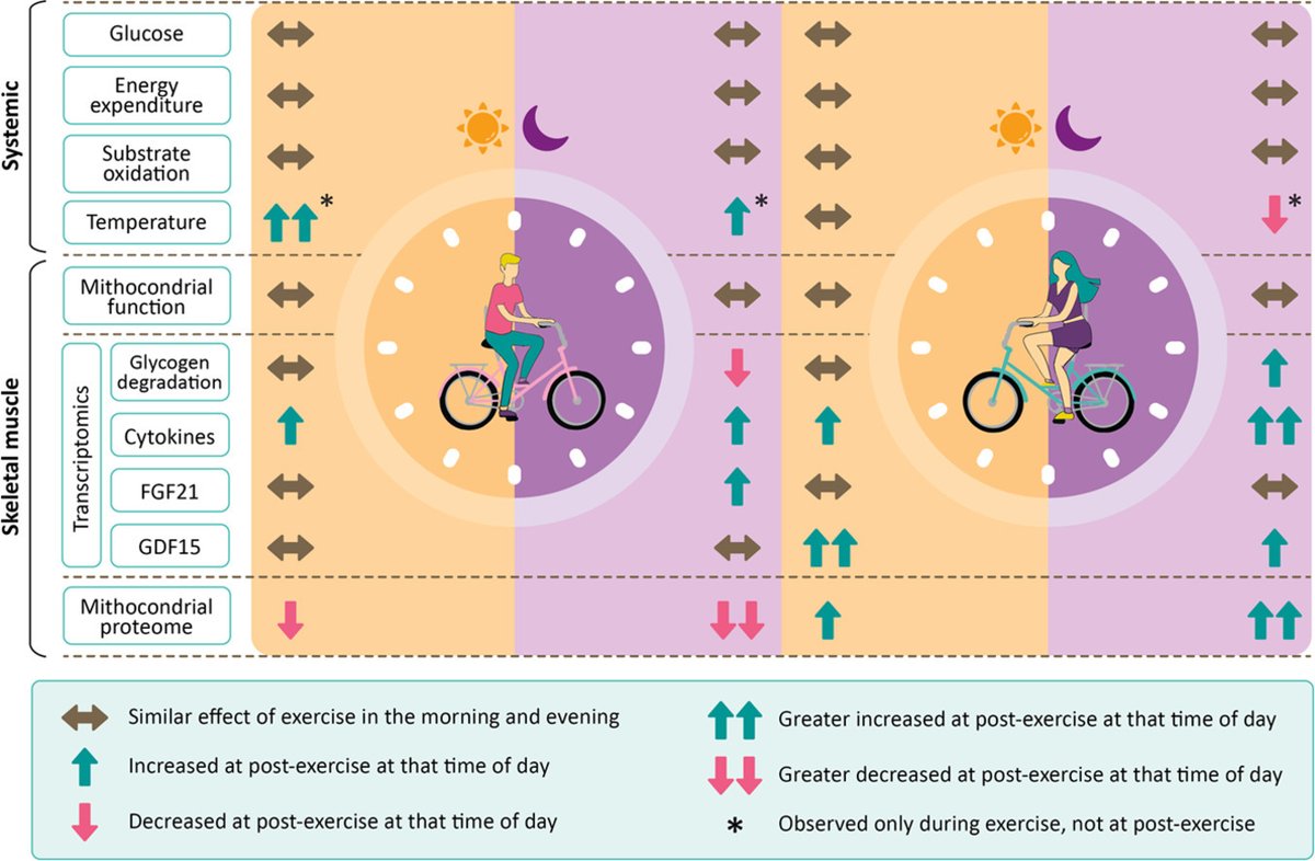 🏃‍♀️ El #ejercicio moderado agudo mejora el metabolismo y la glucosa sin importar sexo o momento del día

💪 En el músculo, hay diferencias por sexo y hora

🌙 #Mujeres: más cambios circadianos, citoquinas y uso de carbohidratos tras entrenar de noche

sciencedirect.com/science/articl…
