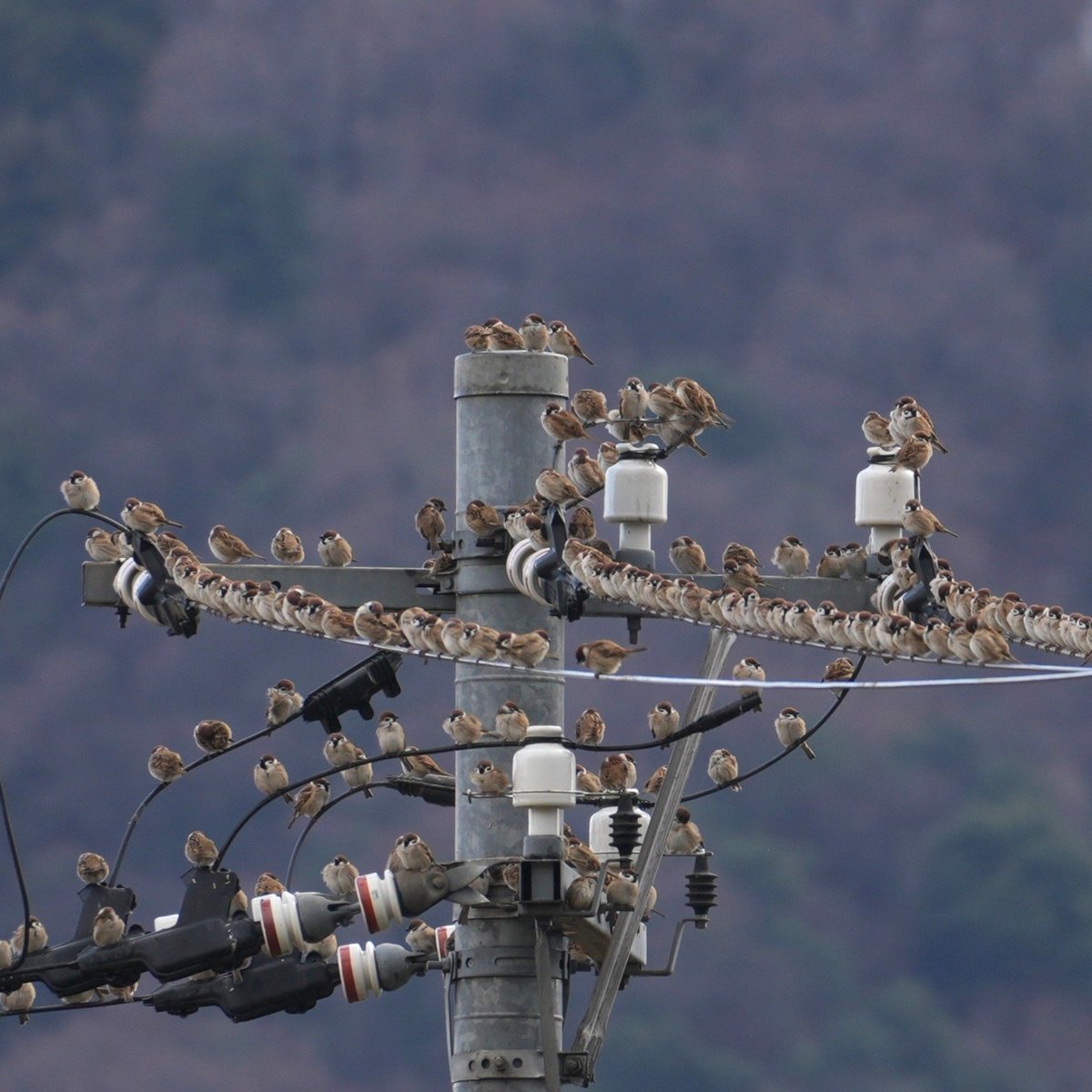 順番待ちの行列？ #スズメ