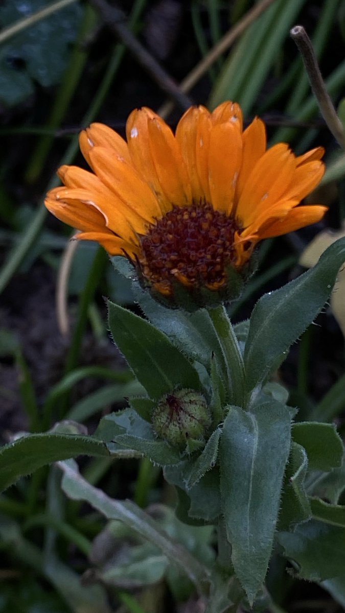 funnyson30's tweet photo. Florale Sonntagsgrüße #Dezember #Flora #Primel #Nelke #Ringelblume https://t.co/S0hVnTqQro