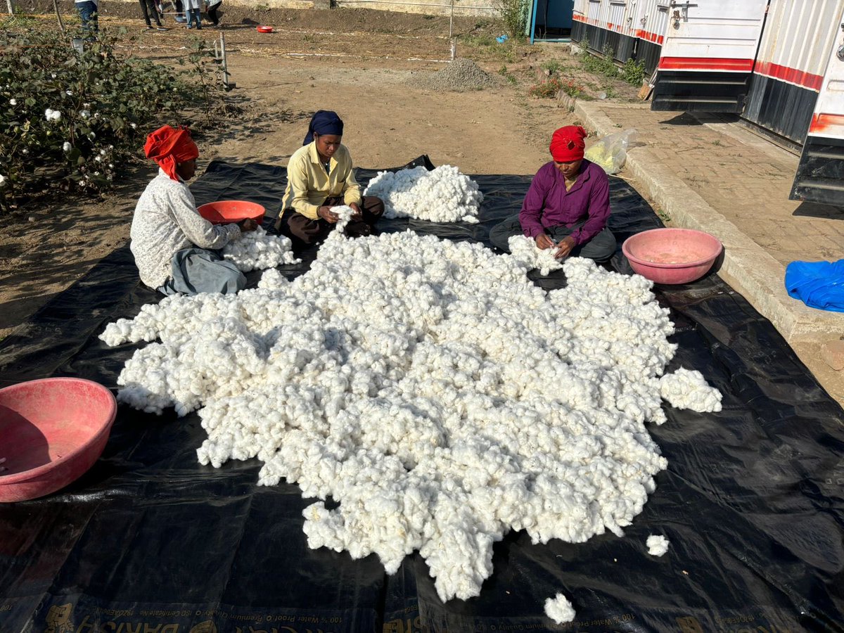 manoj_naandi's tweet photo. After creating the world famous @arakucoffeein with the tribals farmers, Team @naandi_india is now starting a new revolution - Organic Cotton with small farmers in Wardha. The Research Plot just harvested what could be the variety of cotton that will transform Wardha in the coming years. 

Watch this space.