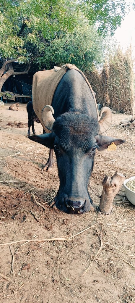 મૂંગા પશુઓને પણ ઠંડી લાગે. ભેંસ ને કોથળા ઓઢાડ્યા ઉત્તર ગુજરાતમાં ઠીક ઠીક થઇ ગઈ છે, માણસો કે પશુપક્ષીને પણ ઠંડીની  વધતી ઓછી અસર થાય તો છેજો કે માણસો ઠંડીથી બચવાના અનેક ઉપયોગ જાતે કરી લે છે, જયારે મૂંગા પશુ -પક્ષીઓ આવું કરી શકતા નથી, ત્યારે પશુ પાલકો આવા મૂંગા જીવોની વ્હારે આવ્યા છ