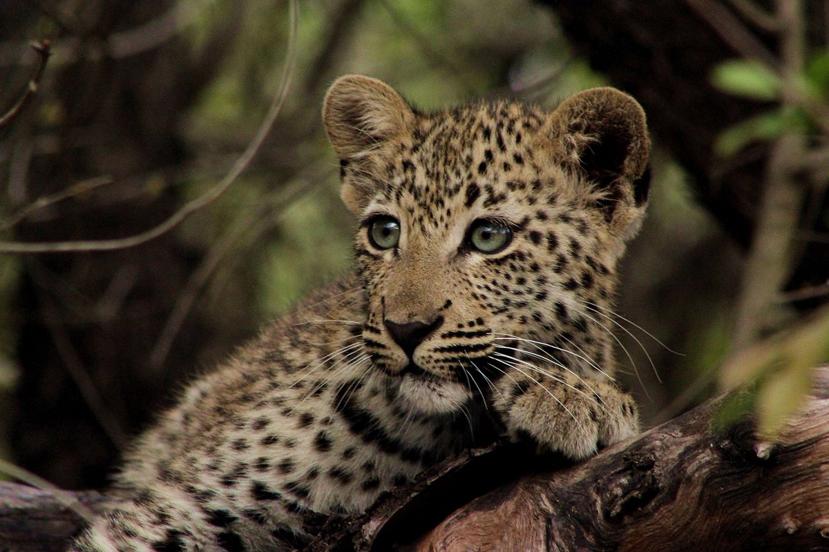 Gm #HBARbarians ! 🌿🐛