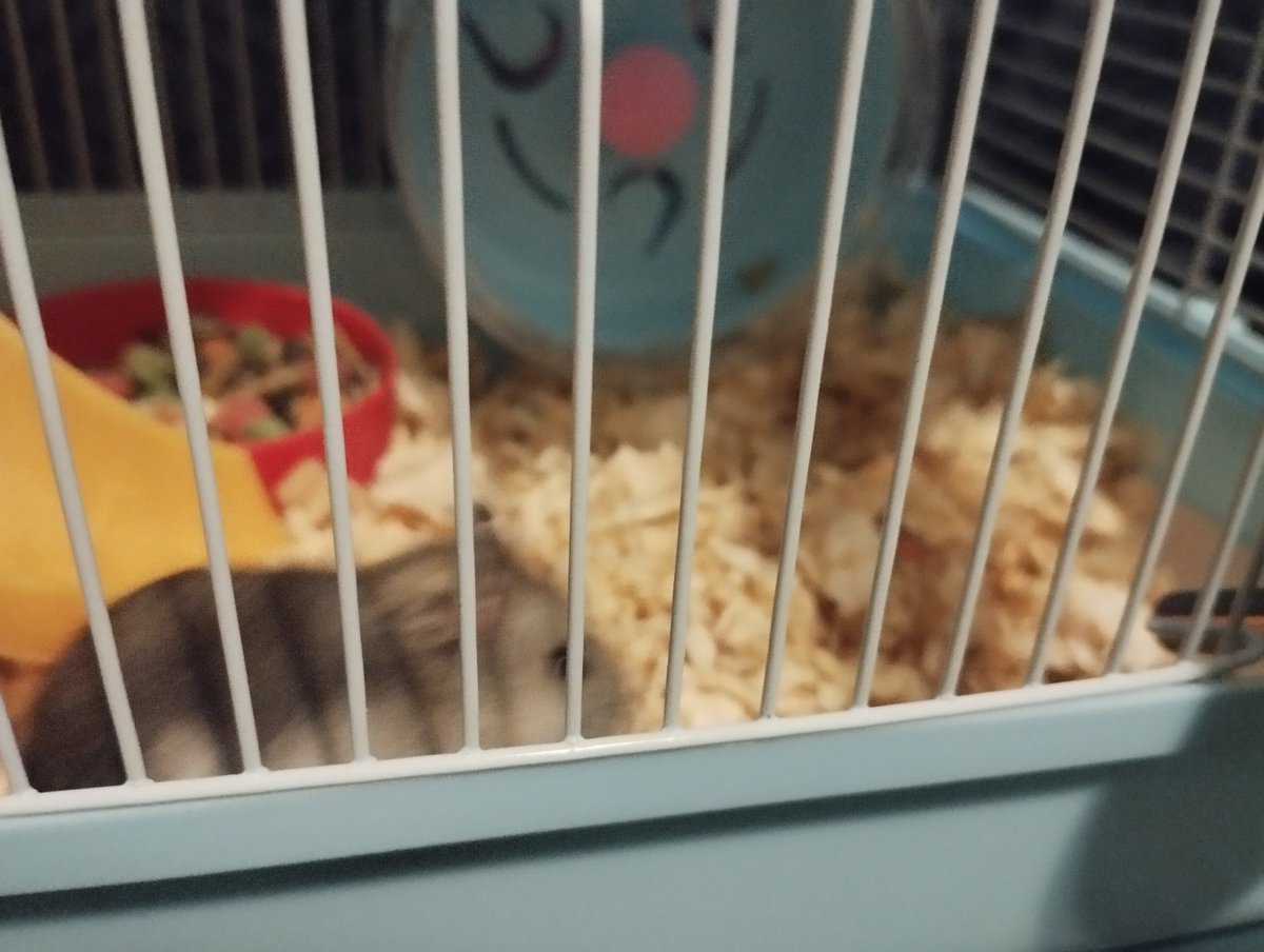 FUZELAGE_GAMING's tweet photo. Good Meowning and Happy Sunday Bloodbags and Bloodbeans,

Meet my streamer pet!!! Athena The HAMPTER!! Hehe

Hope you're all well, sending you super positive vibes and headpats!!!

#ENVtuber #VtuberEN #Vtubers #StreamerPet https://t.co/uWT4jMv2la