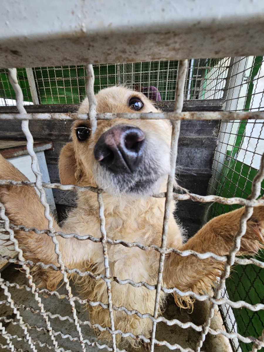 ⏳ ONLY 5 DAYS LEFT TO SAVE HER!

💔 Her sorrow can end with you. Right now, she’s behind cold bars, her hope fading with every passing day.

🐾 With your help, we can set her free and give her a life she’s only dreamed of.

#HopeForTheHelpless #SaveHerLife