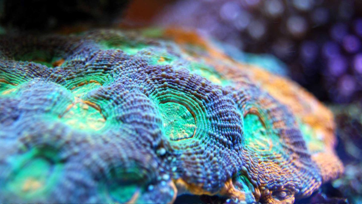 JOB OPPORTUNITY: Postdoctoral Scientist in Coral Molecular Biology and Bioinformatics at the Centre Scientifique de Monaco

The Centre Scientifique de Monaco (CSM) invites applications for a full-time Postdoctoral Researcher position in molecular biology and bioinformatics within