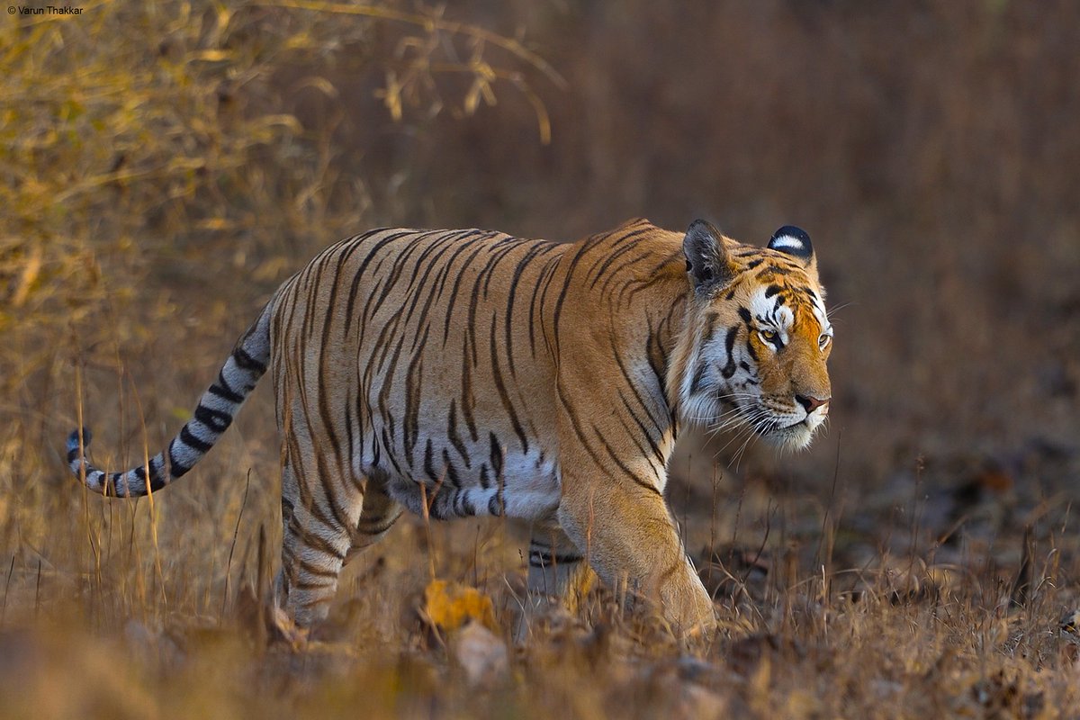 A Male tiger from a lesser known park of #maharashtra , Chorbouli range of Pench tiger reserve, Maharashtra. 
<a href="/maha_tourism/">Maharashtra Tourism</a>