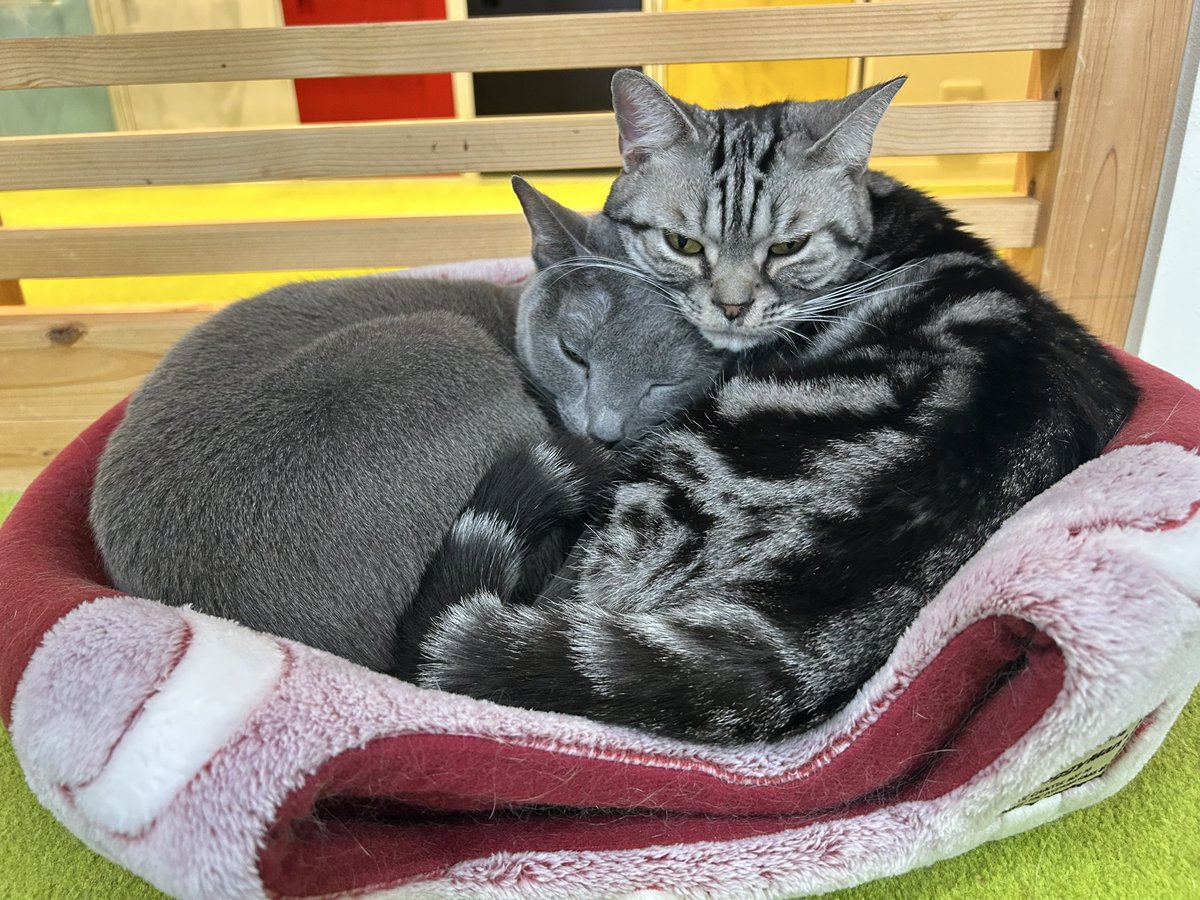 _neko222's tweet photo. アルトしらすペア🤝
あまりにも可愛すぎません？🥹❣️

 #猫カフェにあにゃあ 
 #ロシアンブルー 
 #アメリカンショートヘア https://t.co/8QO8x6BTmm