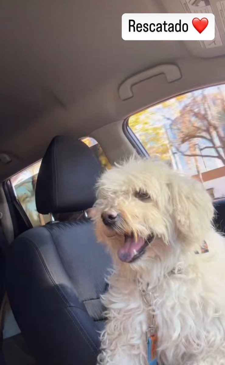 iraimavivast's tweet photo. Mi hija se encontró anoche a este perrito en una calle sola, muy sucio y lleno de pulgas. Enseguida se subió al carro, andaba feliz, es demasiado cariñoso, pareciera que nos conoce a todos. Ya lo bañaron y le pusieron su anti pulgas. Estaremos pendiente en perros perdidos a ver si lo buscan.