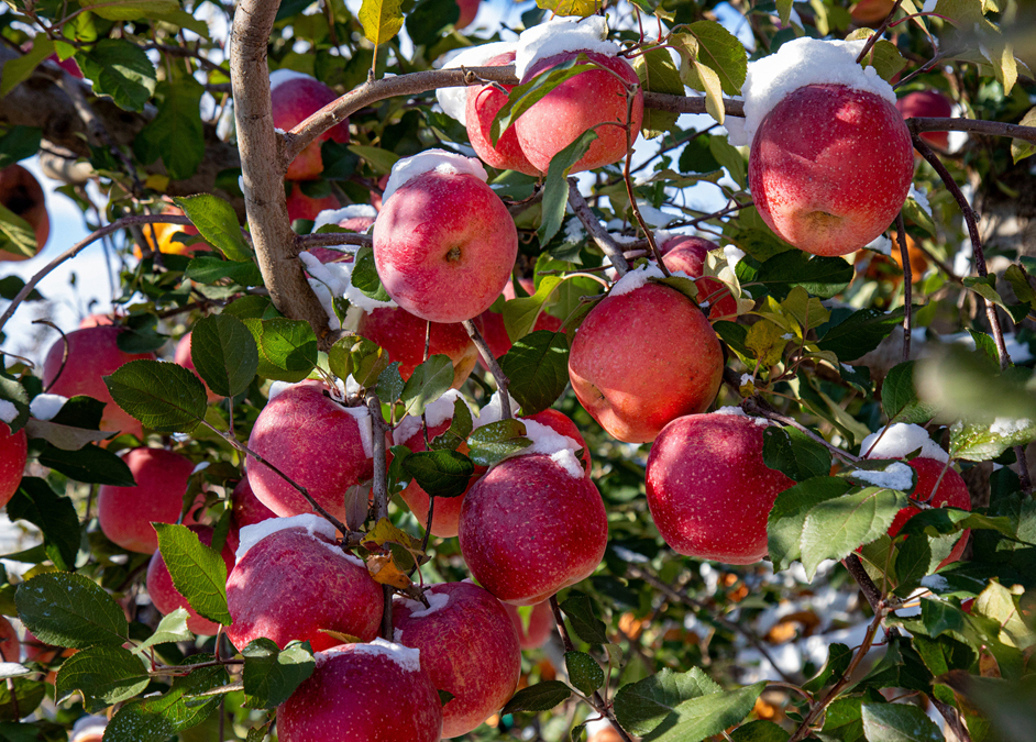 DiscoverYantai's tweet photo. 🍎Amidst the winter chill, the snow-capped apples in #Fushan District, #Yantai have seen a bountiful harvest. These winter gems, unlike those harvested in autumn, are more likely to develop a glistening sugar core, offering a sweet and refreshing taste^^😋😄 #ProduceOfYantai 
(Courtesy: Xinhuanet, Photo by Liu Weifang)