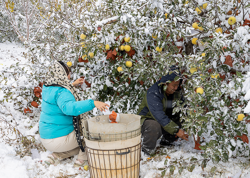 DiscoverYantai's tweet photo. 🍎Amidst the winter chill, the snow-capped apples in #Fushan District, #Yantai have seen a bountiful harvest. These winter gems, unlike those harvested in autumn, are more likely to develop a glistening sugar core, offering a sweet and refreshing taste^^😋😄 #ProduceOfYantai 
(Courtesy: Xinhuanet, Photo by Liu Weifang)