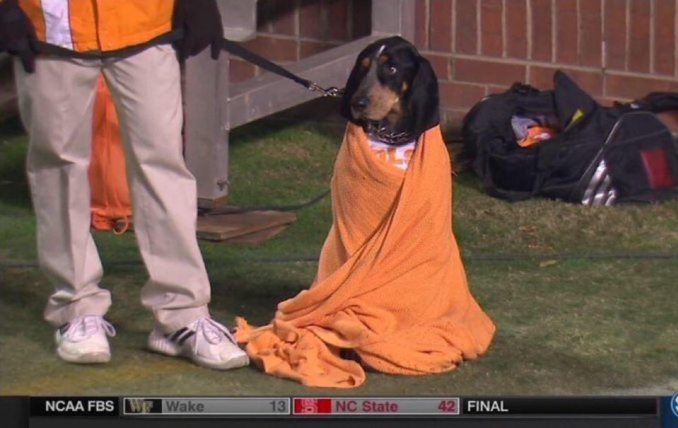 Carsonthings's tweet image. Bevo would never need a blanket