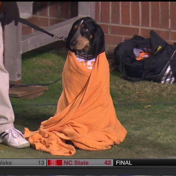 AB84's tweet photo. What a day for Tennessee and SMU mascots…. https://t.co/2dVm6jCq9k
