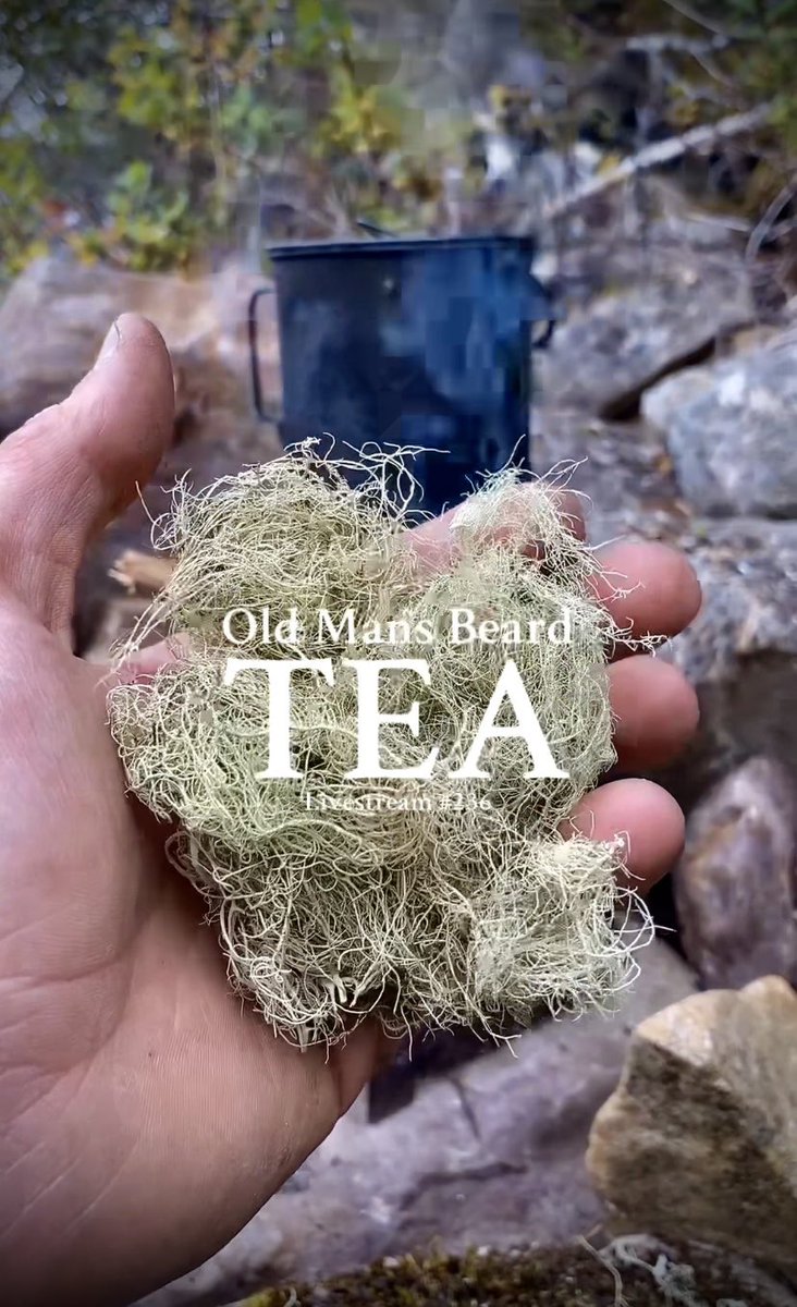 FellerPine's tweet photo. Foraged & made some Old Man’s Beard Tea (Usnea) I used way too much..
LINK
https://t.co/nGsCHZqnEB
#usnea #oldmansbeard #forage #forager #explorenl #nature #wildfoods #newfoundland #fellerpine https://t.co/FiUrbFDayP