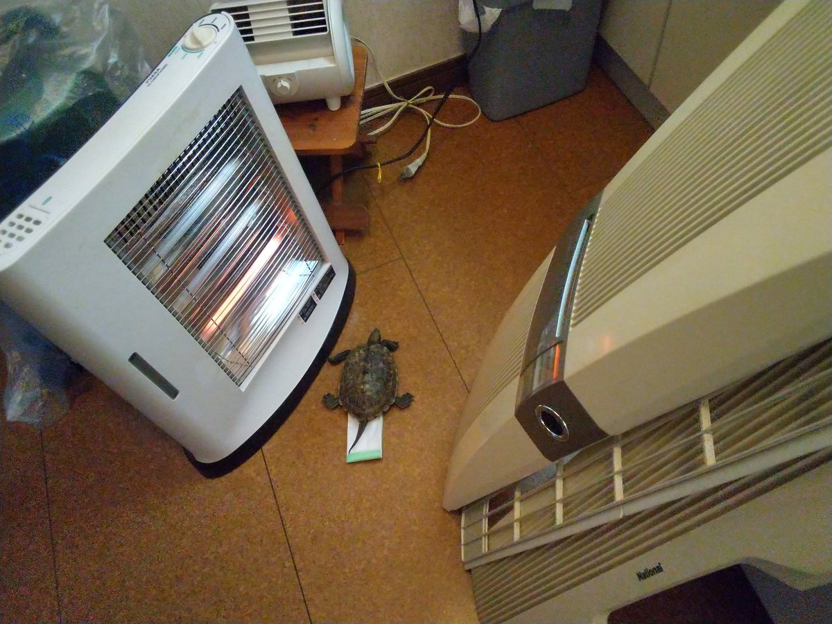 AEUG2's tweet photo. 大掃除中、エアコンを洗っています。
動かざること山の如し
静かなること林の如し

暖かいところから動きません。

#ニホンイシガメ
#イシガメ
#日本石亀
#石亀
#カメ
#亀 https://t.co/6N5yUz9oBn