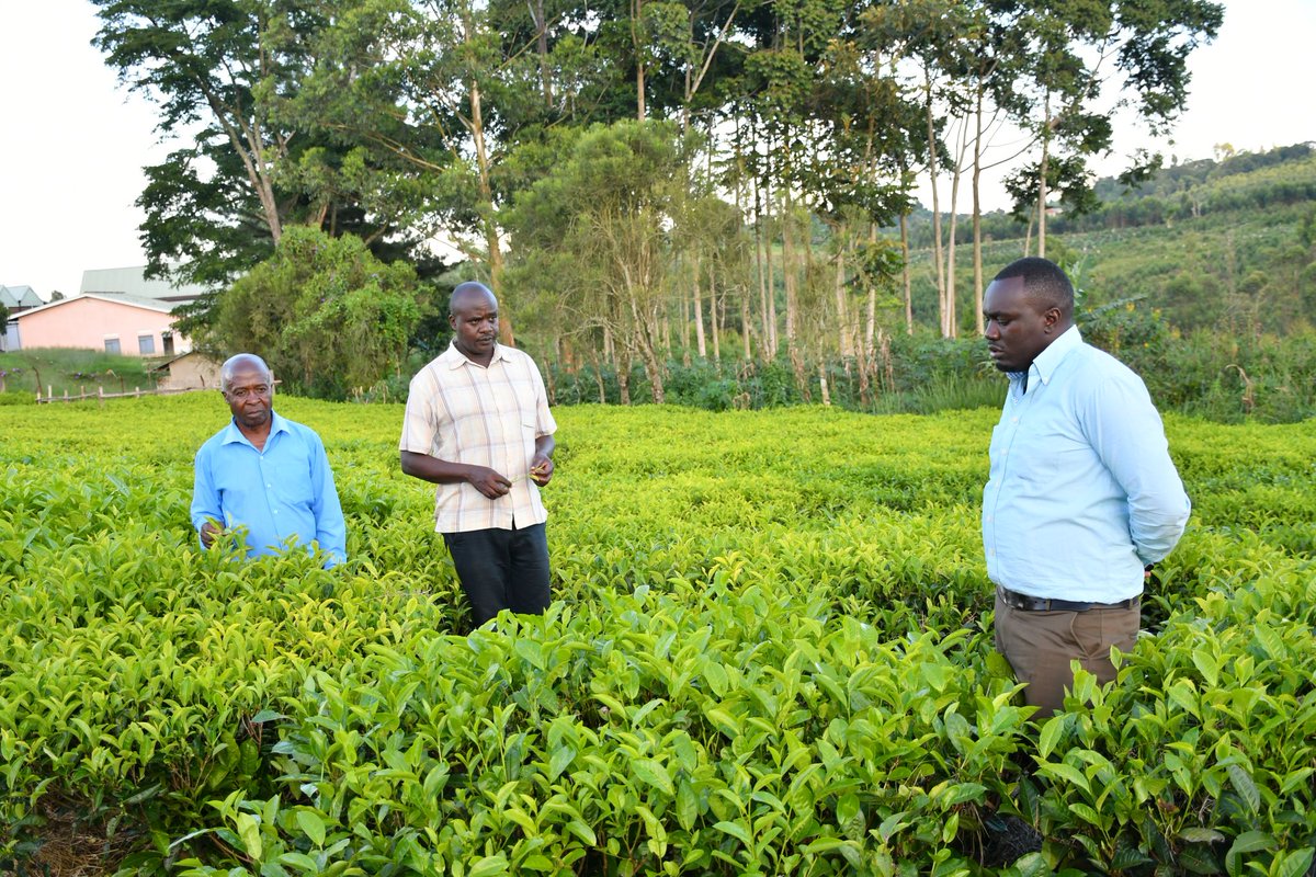Solidaridad East and Central Africa (@solidaridadeca) on Twitter photo Uganda’s tea sector needs urgent support to thrive. Solidaridad’s <a href="/AlexAmanyaa/">Alex Amanya</a> calls for enforcing green leaf quality standards and negotiating global trade pacts to boost tea prices and unlock markets. Let’s optimize Uganda’s tea value! Read more: lnkd.in/eJdtCAfQ Uganda’s tea sector needs urgent support to thrive. Solidaridad’s <a href="/AlexAmanyaa/">Alex Amanya</a> calls for enforcing green leaf quality standards and negotiating global trade pacts to boost tea prices and unlock markets. Let’s optimize Uganda’s tea value! Read more: lnkd.in/eJdtCAfQ