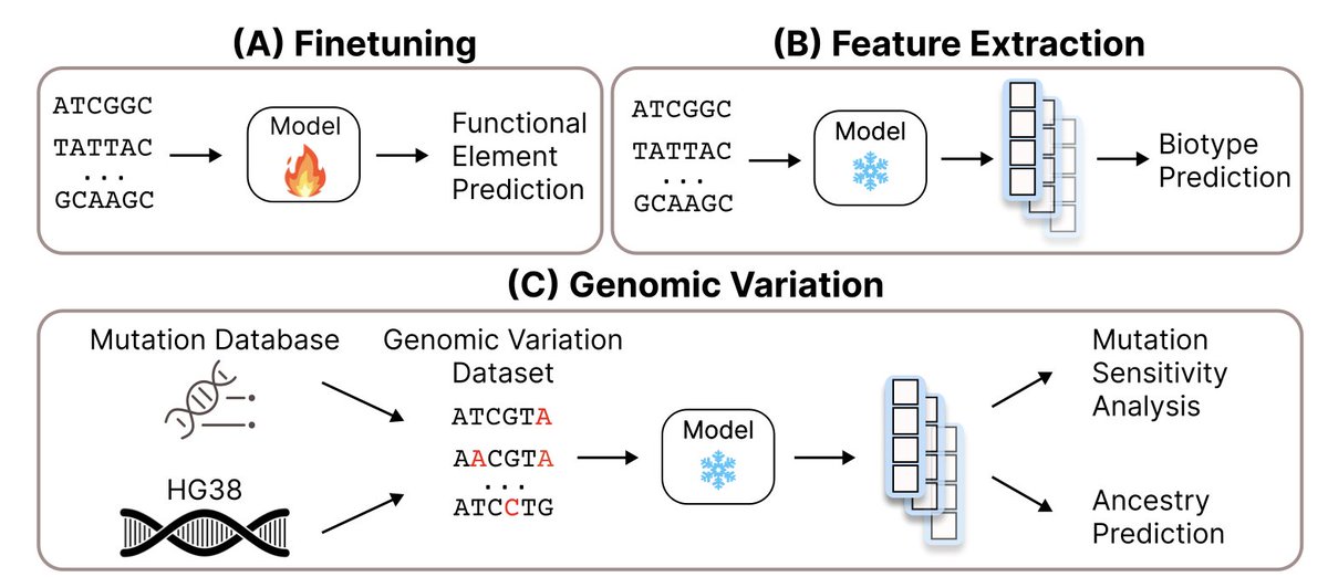 Genomic Foundationless Models: Pretraining Does Not Promise Performance

1. This study challenges the paradigm of pretraining in Genomic Foundation Models (GFMs), revealing that randomly initialized models often match or surpass pretrained ones in fine-tuning tasks.

2. Despite