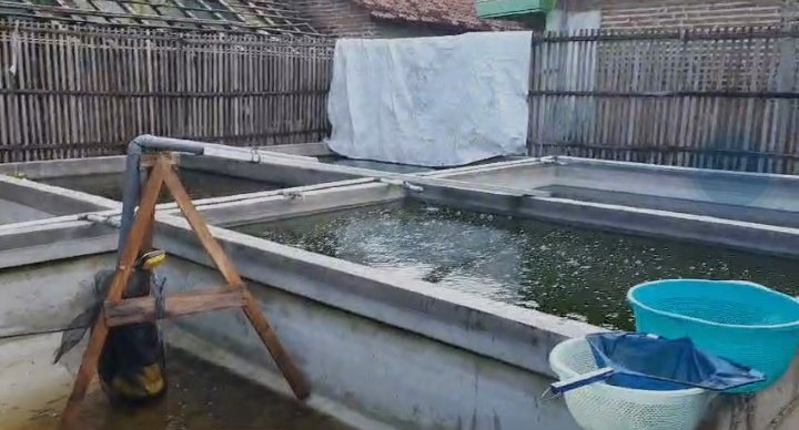 mochlas_ap's tweet photo. Bismillah
Selasa 12  Nop 24,Arnaz Agro Makmur Mejobo pengiriman benih lele 10rb ekor 5-7cm ke p.Suyatno Gulang.pelaku perikanan Kudus makin maju sukses aamiin 
#luhlapor 
#GiatLuhkanSatminkalBogor
@pusluh_bppsdm 
@PKBLU_bp3tegal 
@brpbatpp_bogor https://t.co/RN1wd3gvXy