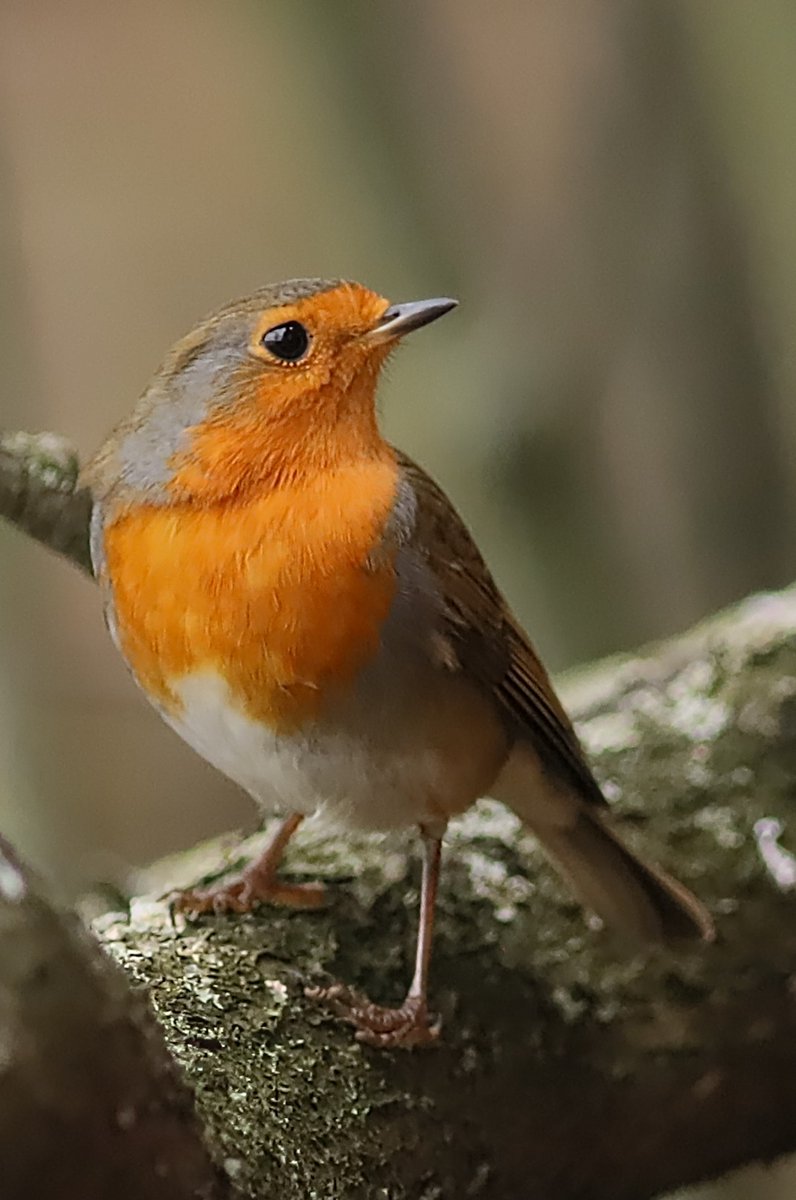 Twiglet the Robin in the Cherry Plum Tree yesterday afternoon #DDOR