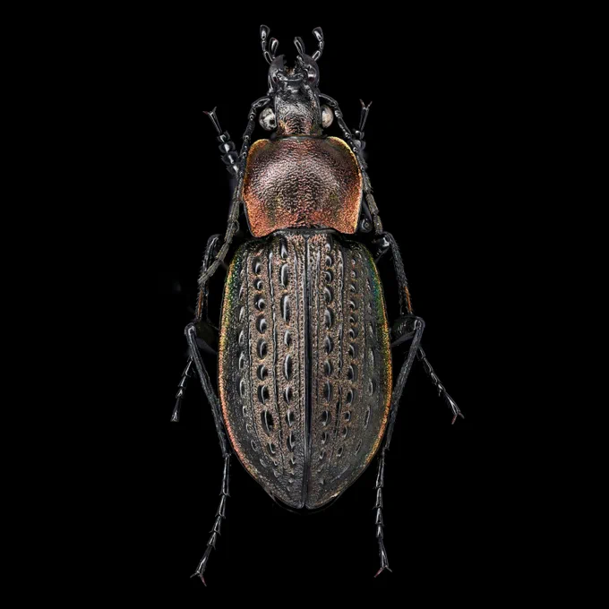 BUGS-DESIGN on X: 