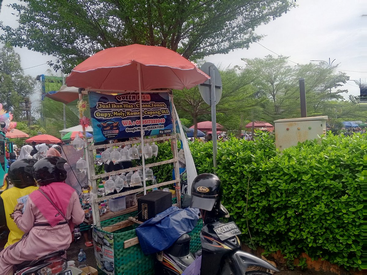 mochlas_ap's tweet photo. Bismillah
Minggu,1 Des 24 Queen Fish Tumpang Krasak di Balai Jagong GOR Kudus, Alhamdulillah laris ikan cupang,Guppy,nila,kura2 Pelaku perikanan Kudus maju  sukses aamiin
@pusluh_bppsdm
#GiatLuhkanSatminkalBogor
@brpbatpp_bogor
#luhlapor
@PKBLU_bp3tegal
#GiatLuhkanSatminkalTegal https://t.co/QOTGyHc1ya