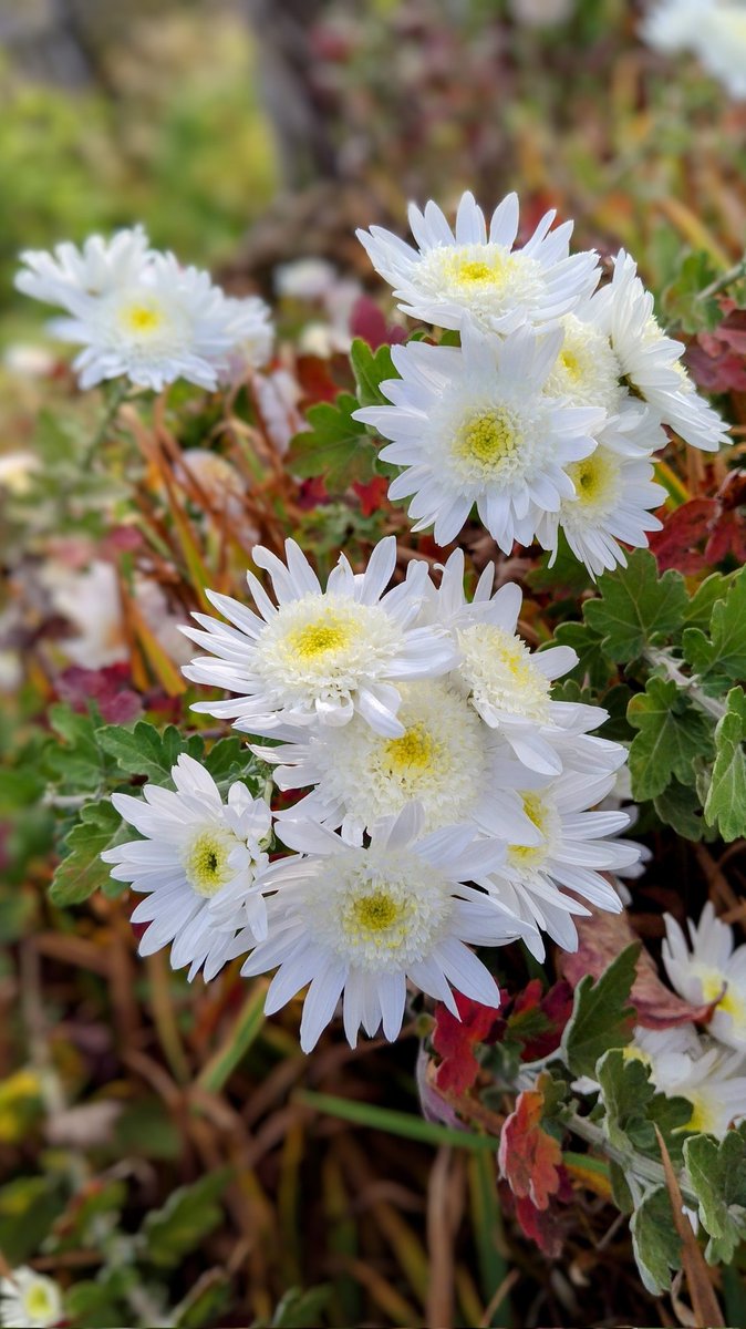 今日も、朝から風が強いです。やはり陽が差したり、陰ったり、部屋の雪見障子が、オレンジ色に、成ったり、暗く成ったりしています。庭に咲いている丁字菊、撮りました。