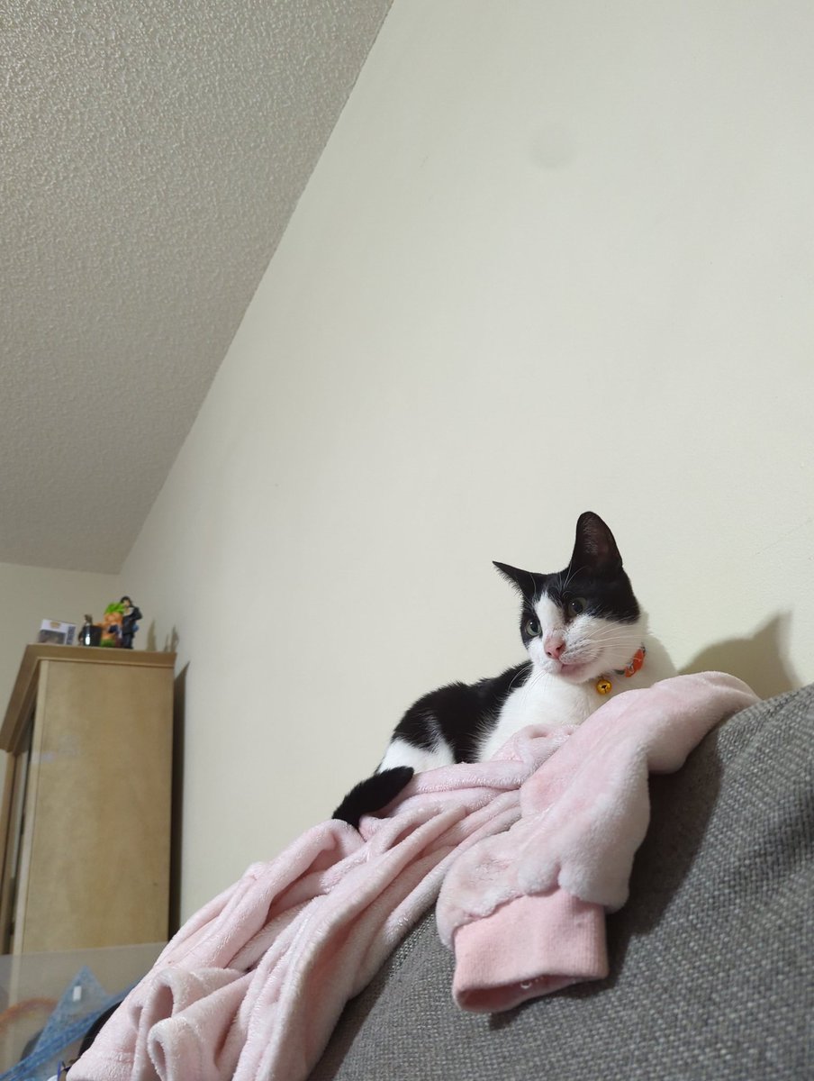 pillowprinxes's tweet photo. @heavensbvnny My cute baby JoJo 🥹 https://t.co/j90gUvyzRq