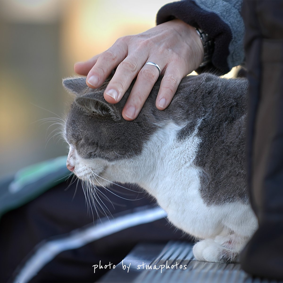 stmaphotos@横須賀市民になりました! tweet media