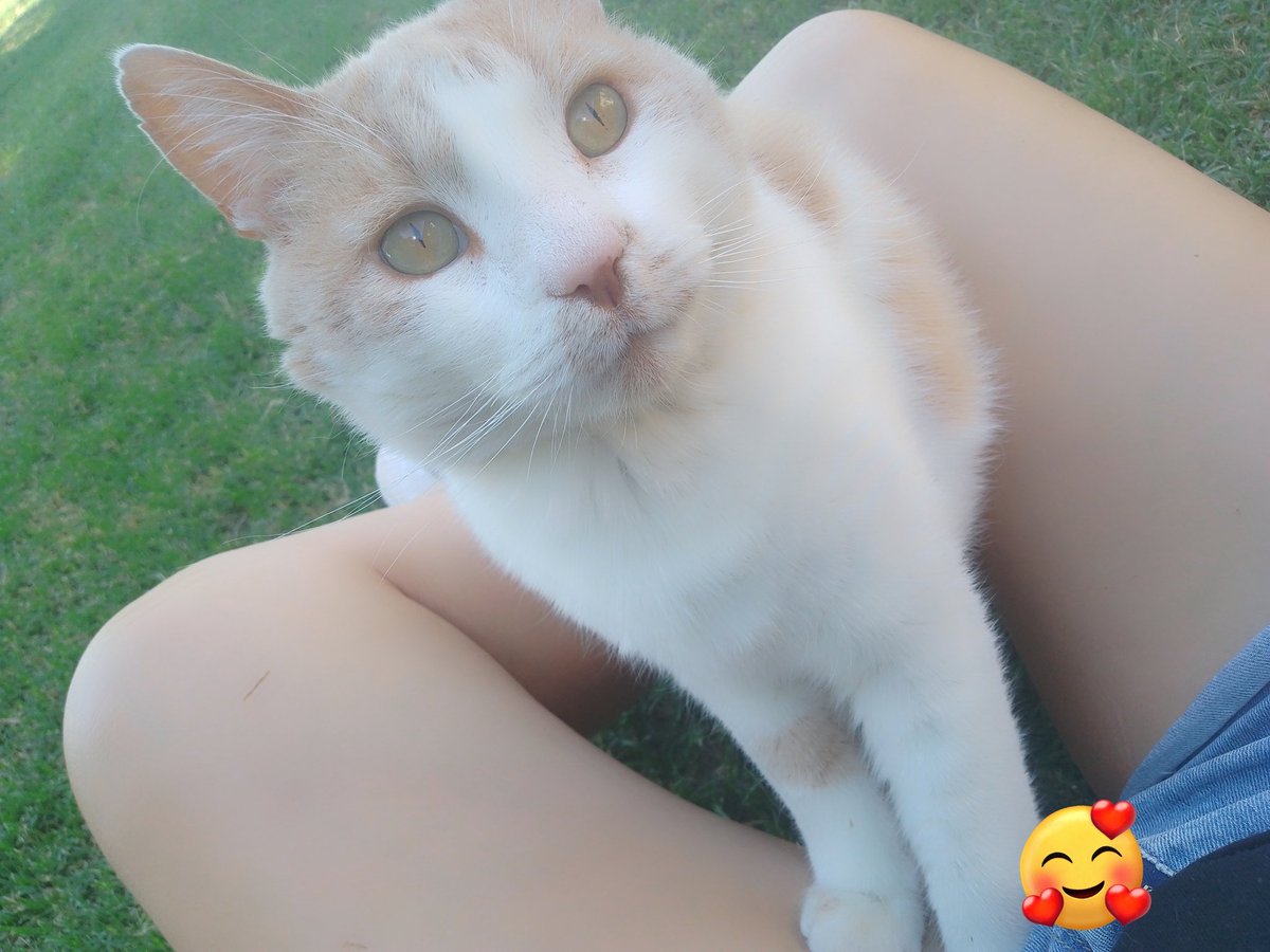 v_nadhia's tweet photo. Meow!🥰 https://t.co/izb2sL3Ifl