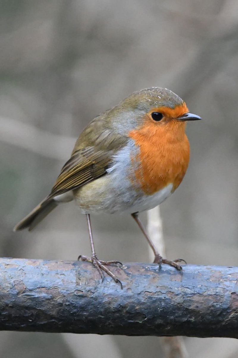 Robin 
Bude Cornwall 〓〓
#Bude #Cornwall 
#Robin