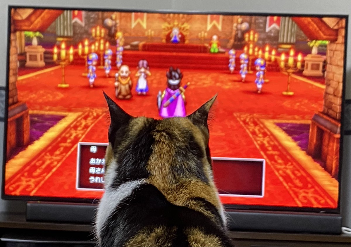handlelock's tweet photo. すごく見える（猫が） https://t.co/CG7zT2M858