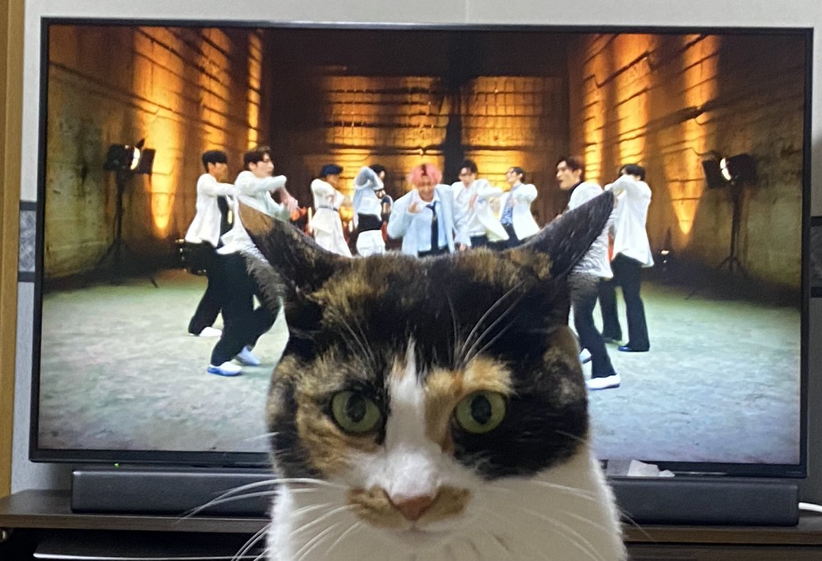 handlelock's tweet photo. すごく見える（猫が） https://t.co/CG7zT2M858