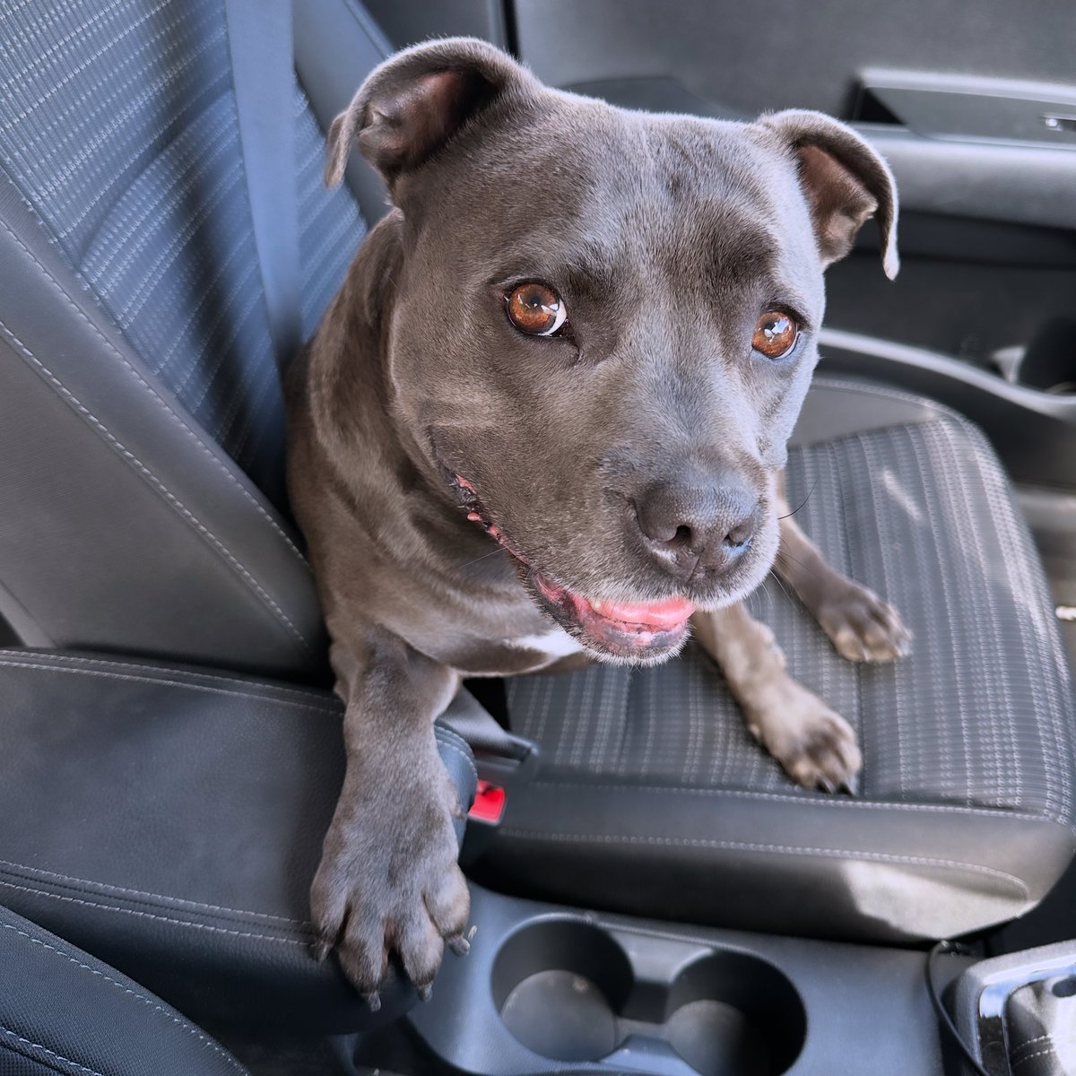 loves a drive 🚘🐾

#DogsofTwittter #dogsoftwitter #CuteAnimals #animals #baby #cutedogs #dog #doggy #dogs #dogsofaustralia #doglove #doglife #puppies #puppy #puppylove #puppyspam #staffy #staffypuppy #staffylove #bluestaffy #love #furbaby #izzy #wolfpig #wolfpiggy