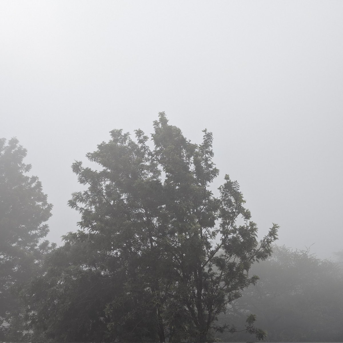 Foggy morning, Nasik!