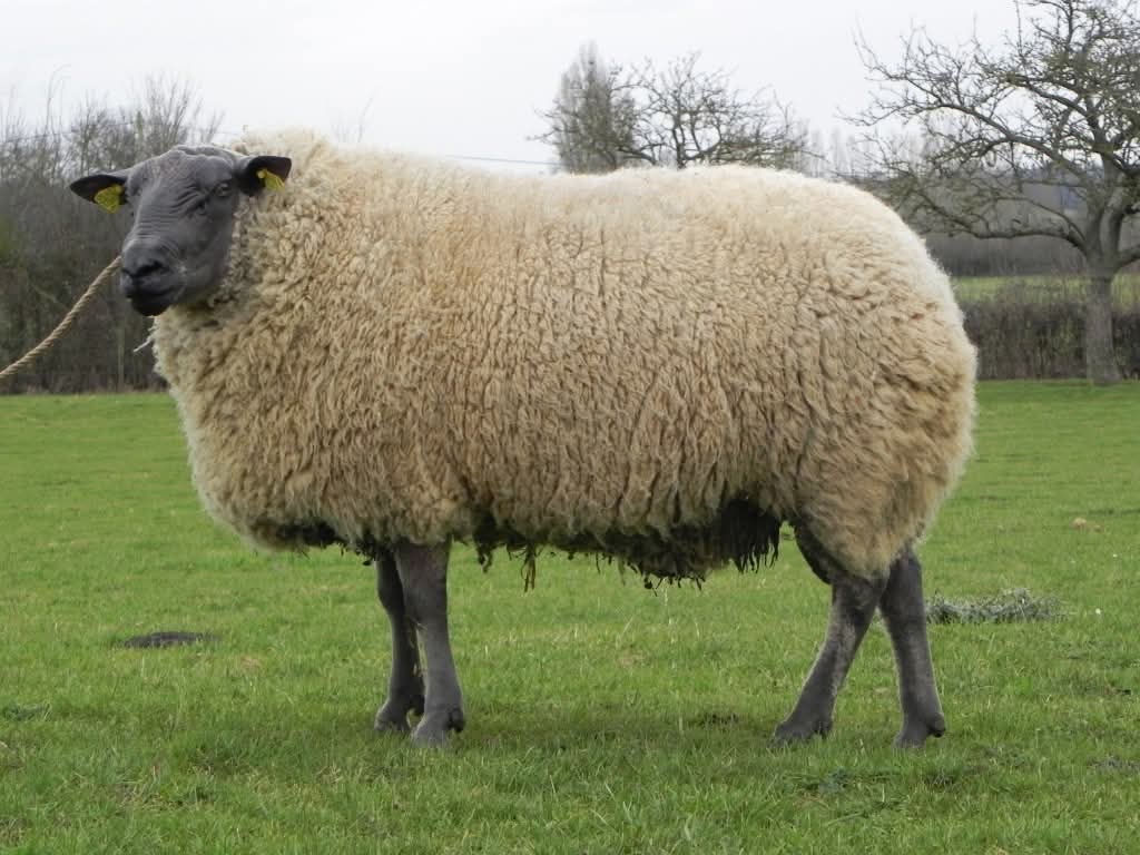 farmers3b's tweet photo. Le berceau de cette race est située autour de Bazouges en Mayenne et de Sablé-Souvigné dans la Sarthe. Ce mouton est issu d’un croisement d’une ancienne race locale avec des béliers anglais ayant du sang Leicester et Wensleydale.
C’est une race d’herbage de gros format, réputée pour sa prolificité et ses qualités maternelles. Très bonne laitière, elle est capable d’élever un grand nombre d’agneaux et de les allaiter afin qu’ils atteignent des niveaux de croissance élevés entre 10 et 30 jours.
#MurielleEtSandrineCeciEstUne 
#BleuDuMaine