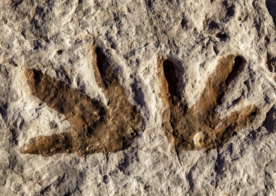 Archaeo - Histories tweet media