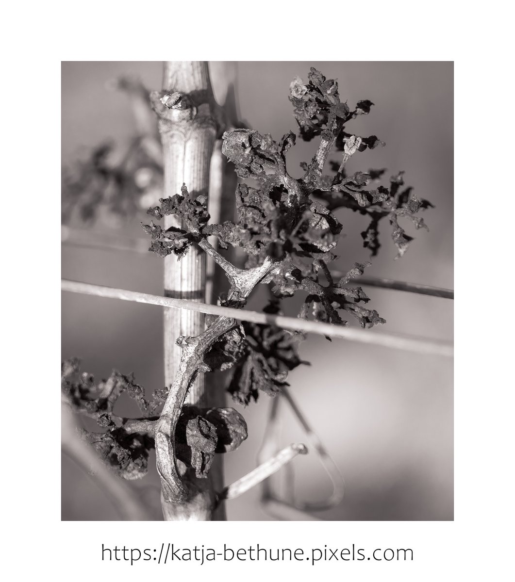 KatjaBethune's tweet photo. What's left over from last year's vintage...

#photography #photographylovers #wine #winelovers #WinterSolstice https://t.co/SijrHXh2lK