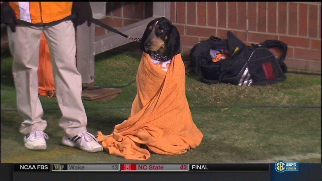SMOKEY_Sol's tweet photo. @Vol_Football Smokey always gives his all for #VolNation, and so do we! 🧡🐾 This season was historical, and we're proud to be part of the journey. 🐶💰 $Smokey on $SOL

ca:DyB1N8Kov7osj9C1LyFWAkcivWWXKNb9c954YXQapump https://t.co/8zYszxQUnz