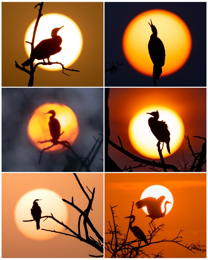 Trikansh Sharma tweet media