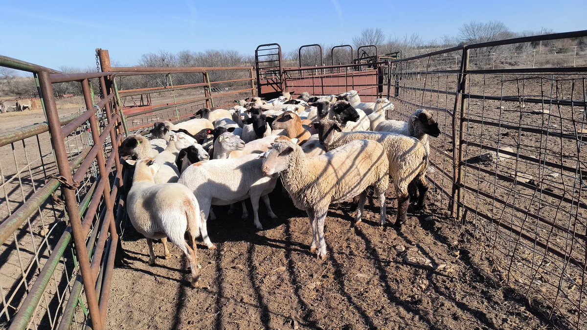 AmandaT1986's tweet photo. I vaccinated sheep today. Although I was behind schedule, the veterinarian said to vaccinate now anyway. It looks like we might have some lambs next week. #misadventureswithamanda #eatlamb #wearwool #wearwoolanyway #sheep #woolsheep #hairsheep #highcrosssheep https://t.co/u1CoDlBJ7L