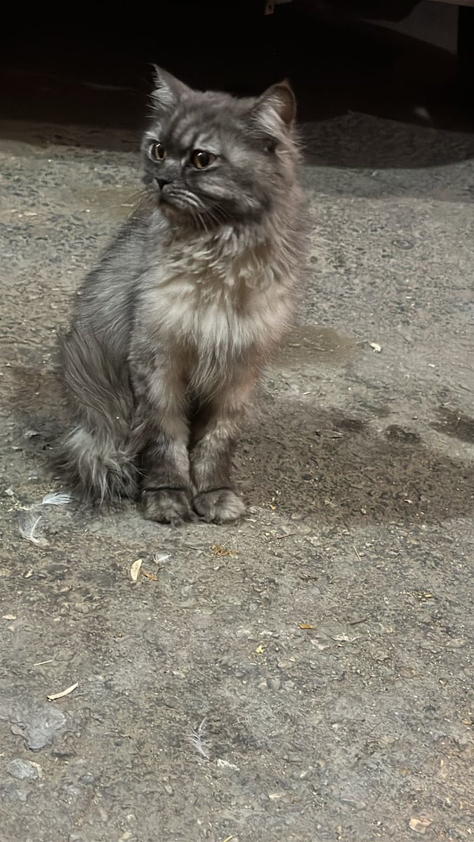 هيلة الروقي (قلب الرحمة) tweet media