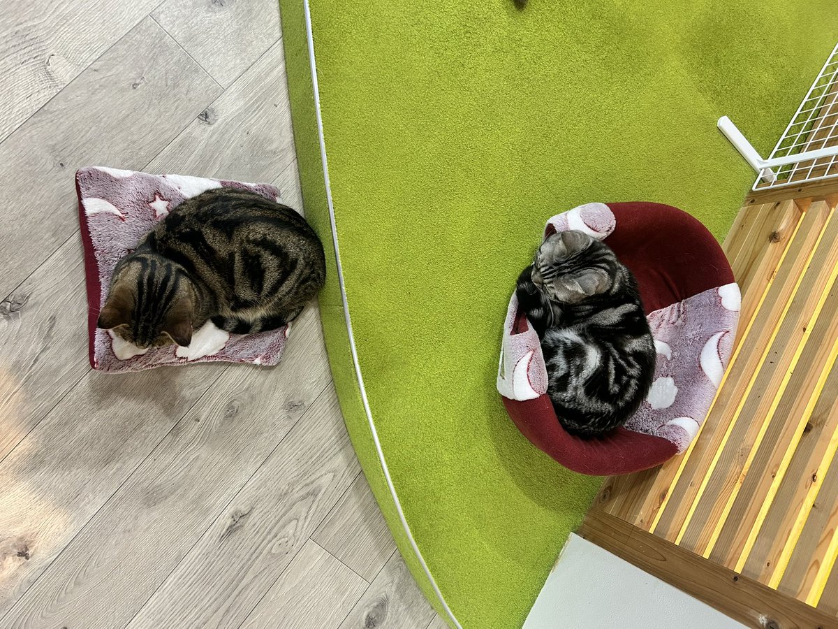 _neko222's tweet photo. @summer_tree1102 樹夏さんからのプレゼントだったんですね🥰
実はわちゃびは中のクッションが外に出てたのでそちらでおねん寝してました🤭😂🫶 https://t.co/fJMVj94sNU