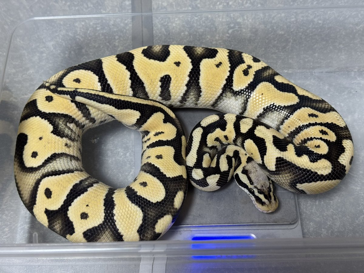 R&M Reptiles tweet media