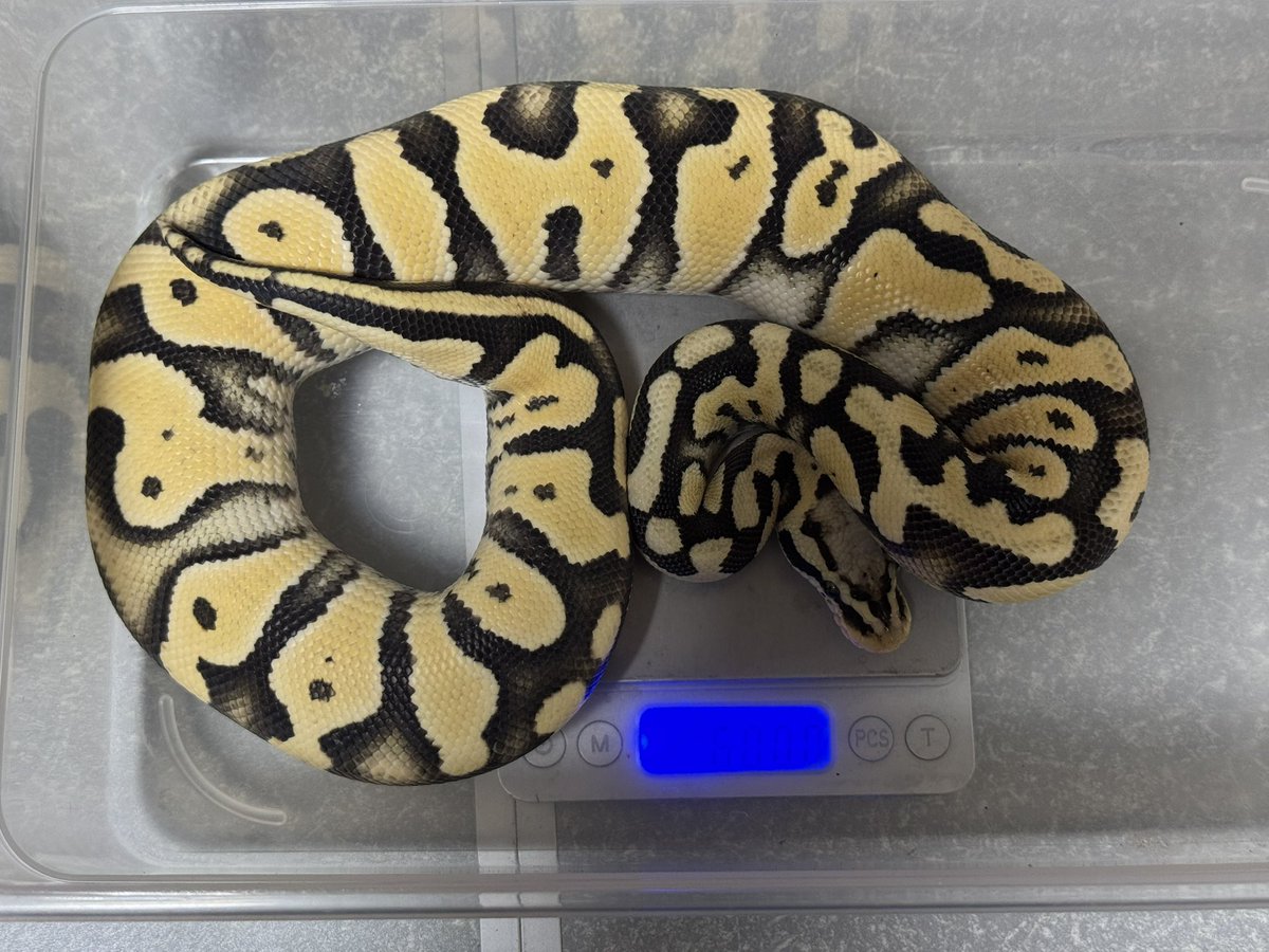 R&M Reptiles tweet media