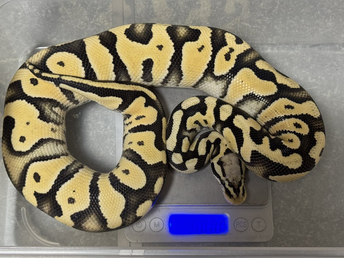 R&M Reptiles tweet media