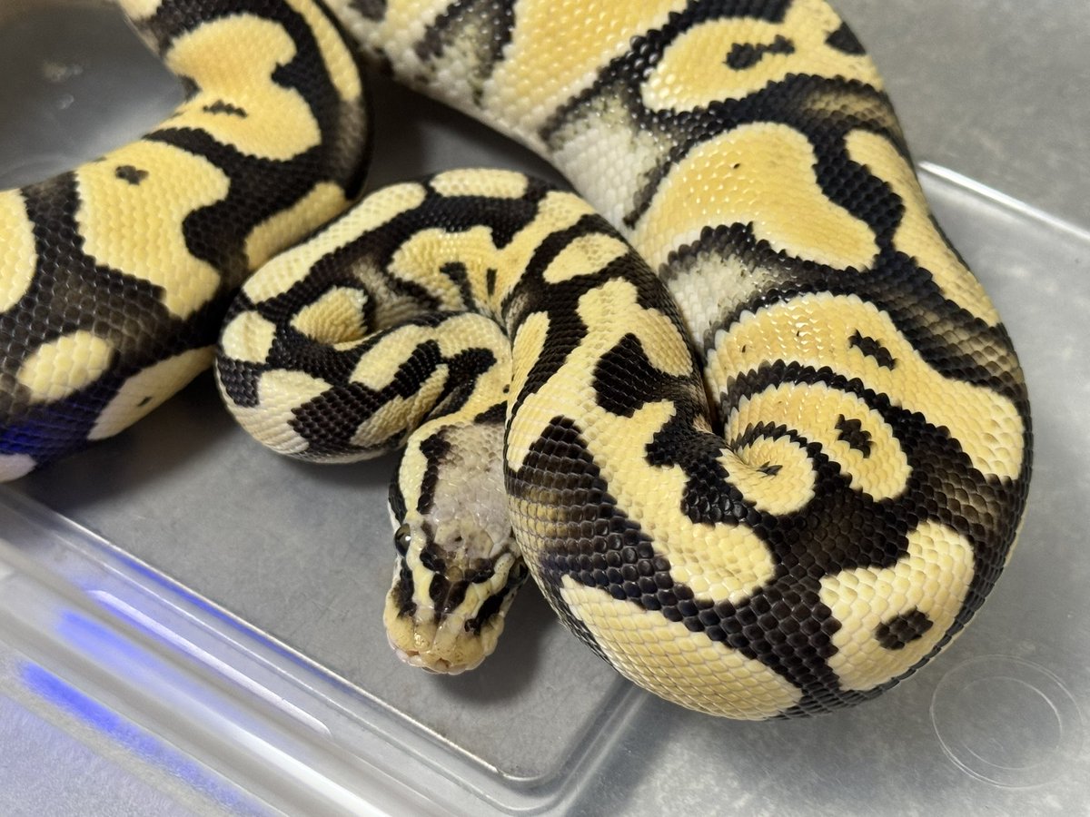 R&M Reptiles tweet media