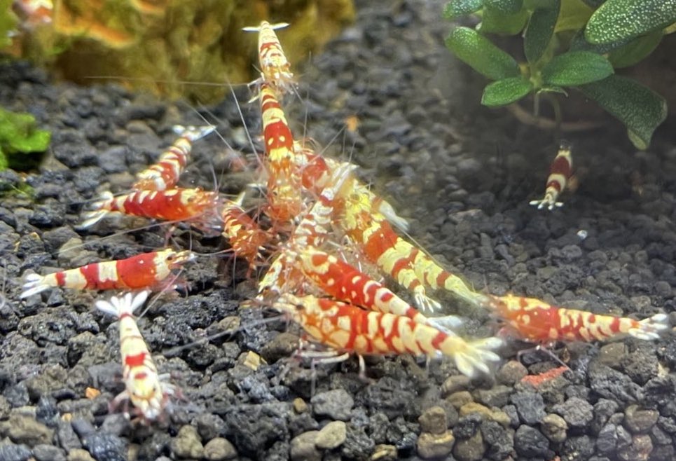 Aquarium_Choco's tweet photo. ごはんですよ♪ https://t.co/W5s3OzCrc6