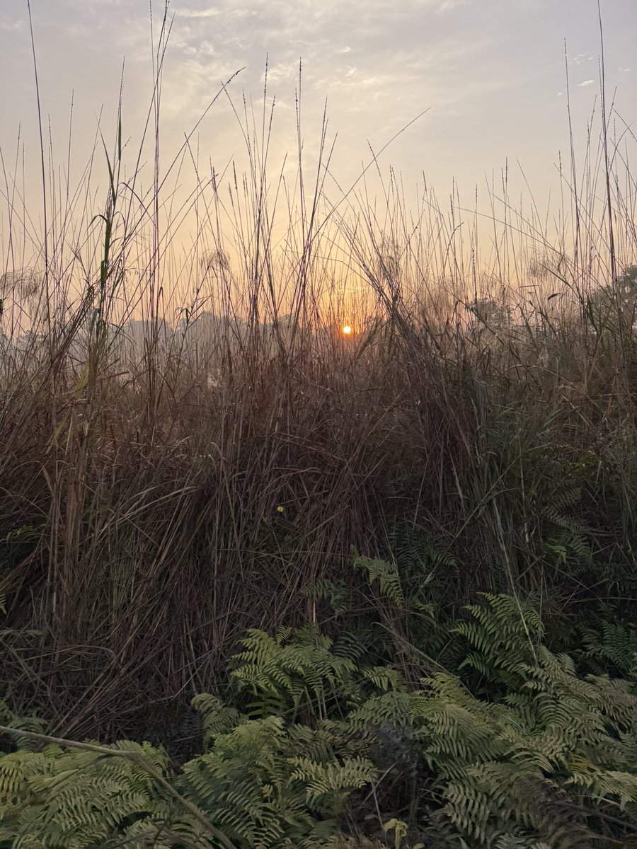 JitinPrasada's tweet photo. The natural beauty of Pilibhit’s forests and the rich bio diversity that thrives there..
#PilibhitRoars https://t.co/GVDnVYzOds