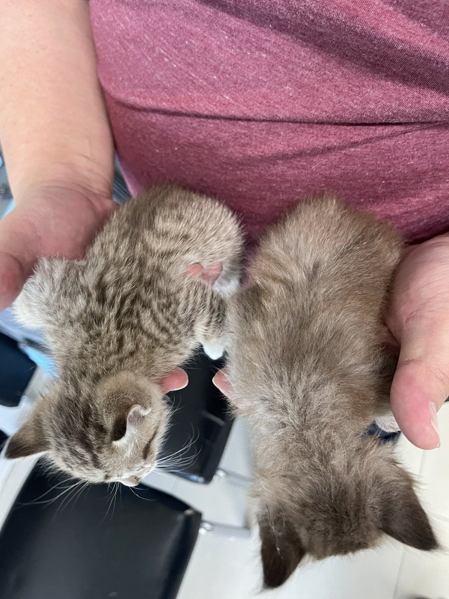 Mayko45's tweet photo. 🐱ประกาศหาบ้านให้น้องแมวจร
เพื่อนเจอน้องระแวกบ้านแต่สภาพแวดล้อมมีทั้งงูและตัวเห้ค่ะ เลยฝากหาบ้านให้น้อง

อายุ : ประมาณ 4 สัปดาห์ ผู้ 2 เมีย(สีอ่อน) 1
พิกัด : แถวบางแค

หาหมอถ่ายพยาธิให้แล้วค่ะ แต่ยังฉีดวัคซีนไม่ได้ค่ะ

 #หาบ้านให้น้องแมว  #แมว #แมวหาบ้าน #แมวจรหาบ้าน #ทาสแมว https://t.co/fvlXEhlvGz