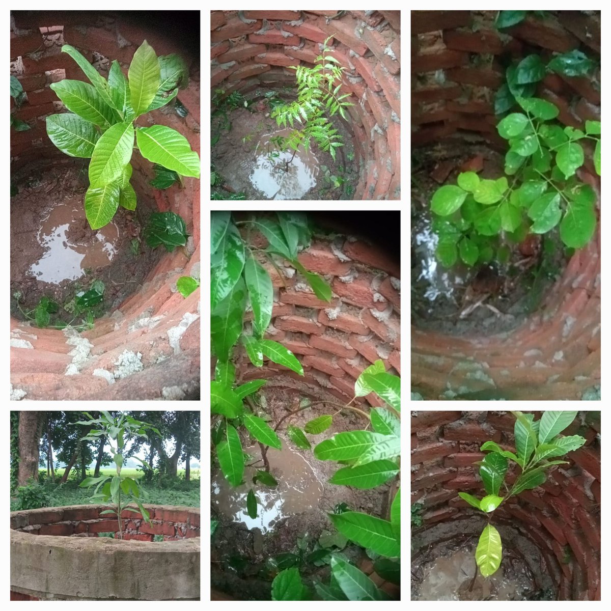 NeerajS71839503's tweet photo. मनिहारी जखनियां संपर्क मार्ग के चौड़ीकरण का बजट स्वीकृत है, इसका काम पूर्ण होने के पश्चात मातृभूमि संगठन वन विभाग गाज़ीपुर के साथ संयुक्त रूप से सड़क के दोनों ओर वृक्षारोपण अभियान सफल बनाने के लिए तत्पर रहेगी। @dfoghazipur @AdminGhazipur 
@UpforestUp @myogiadityanath @DrArun_BJP https://t.co/cnsUHUujd8