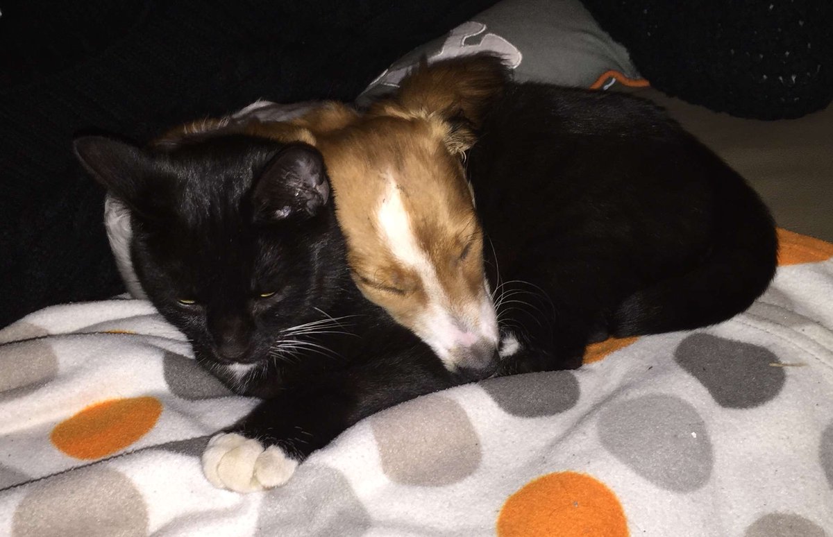 MrSquiggleAu's tweet photo. @henrys_mumma24 Wait till you bring him home a #ServiceCat https://t.co/URTprKxQ6e